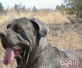 那不勒斯獒的种类介绍