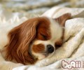 查理士王小猎犬的喂养关键点