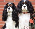 查理士王小猎犬的性格特征
