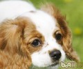 查理士王小猎犬的形状特点