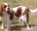 查理士王小猎犬的种类介绍