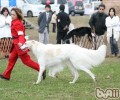 苏俄猎狼犬的喂养关键点