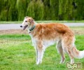 苏俄猎狼犬的护理知识