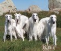苏俄猎狼犬的性格特征