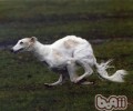 苏俄猎狼犬的种类介绍