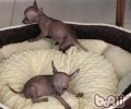 西班牙无毛犬的形状特点