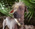 西班牙无毛犬的种类介绍