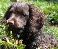 英国水猎犬的喂养关键点