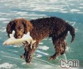 英国水猎犬的保养基本常识