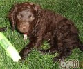 英国水猎犬的性格特征
