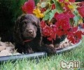 英国水猎犬的形状特点