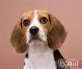 美国猎狐犬的喂养关键点