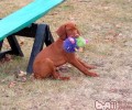 维兹拉犬的喂养关键点