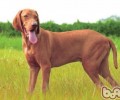 维兹拉犬的护理知识
