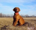 维兹拉犬的性格特征