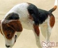 给美国猎狐犬注入预苗的注意事项