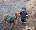 维兹拉犬的形状特点