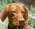 维兹拉犬的种类介绍