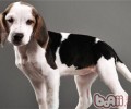 美国猎狐犬的性格特征