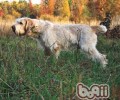 史毕诺犬的喂养关键点