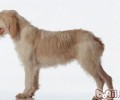 史毕诺犬的护理知识