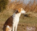 美国猎狐犬的形状特点