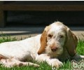 史毕诺犬的性格特征