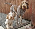史毕诺犬的形状特点