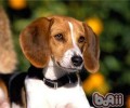 美国猎狐犬的种类介绍