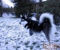 阿拉斯加犬雪橇犬的高智商吗？