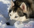 给阿拉斯加犬雪橇犬美容护肤时的常见问题
