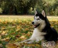 后会无期中的狗是阿拉斯加犬雪橇犬吗？