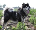 阿拉斯加犬雪橇犬怎样喂养？