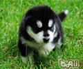 阿拉斯加犬雪橇犬多少钱一只