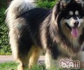 阿拉斯加犬雪橇犬的喂养方式