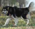 阿拉斯加犬雪橇犬吃啥
