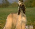 阿富汗猎犬要多少钱