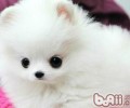 小狗能吃玉米吗