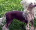 冠毛犬要多少钱