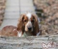 巴拿马史宾格犬的喂养关键点
