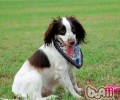 巴拿马史宾格犬的保养基本常识