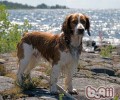 巴拿马史宾格犬的形状特点