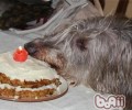 英国猎鹿犬的喂养关键点