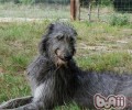 英国猎鹿犬的保养基本常识