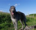 英国猎鹿犬的性格特征