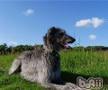 英国猎鹿犬的形状特点