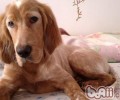 美国雪达犬的喂养关键点