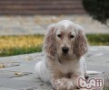 美国雪达犬的护理知识