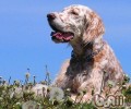 美国雪达犬的形状特点
