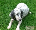 美国雪达犬的种类介绍